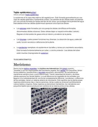 Tejido epidérmico[editar]
Artículo principal: Tejido epidérmico
La epidermis es la capa más externa del vegetal joven. Está formada generalmente por una
capa de células aplanada y fuertemente unidas. Las paredes de las células están recubiertas
por una cutícula formada por lípidos del tipo de las ceras, que protegen de la pérdida del agua.
Intercaladas entre las células epidérmicas aparecen otros tipos de células:
 Los estomas están formados por una pareja de células clorofílicas arriñonadas,
denominadas células oclusivas. Estas células dejan un espacio entre ellas (ostíolo).
Regulan el intercambio de gases entre el interior y el exterior de la planta.
 Los tricomas o pelos poseen funciones muy diversas. La absorción de agua y sales del
suelo, función secretora o defensoras de la planta.
 La peridermis reemplaza a la epidermis en los tallos y raíces con crecimiento secundario.
Está formada fundamentalmente por súber, o corcho protector. Las células del súber
están muertas (impregnadas de suberina).
TEJIDO MERISTEMATICO:
Meristemo
Dentro de los tejidos vegetales, los tejidos meristematicos (del griego μεριστός,
"divisible")1 son los responsables del crecimiento vegetal. Sus células son pequeñas, tienen
forma poliédrica, paredes finas y vacuolas pequeñas y abundantes. Se caracteriza por
mantenerse siempre joven y poco diferenciado. Tienen capacidad de división y de estas
células aparecen los demás tejidos. Lo cual diferencia los vegetales de los animales que
llegaron a la multicelularidad de una forma completamente diferente. Las plantas, a diferencia
de los animales, tienen un sistema abierto de crecimiento. Esto significa que la planta posee
regiones embrionarias más o menos perennes, de las cuales se producen periódicamente
nuevos tejidos y órganos. Estas regiones se denominan meristemos. los meristemos son
pequeños tejidos que se producen por cambios de la materia prima en las células.
 