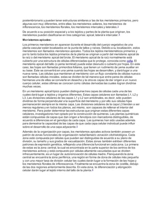postembrionario y pueden tener estructuras similares a las de los meristemos primarios, pero
algunas son muy diferentes, entre ellas: los meristemos axilares, los meristemos de
inflorescencia, los meristemos florales, los meristemos intercales y laterales.3
De acuerdo a su posición espacial y a los tejidos y partes de la planta que originan, los
meristemos pueden clasificarse en tres categorías: apical, lateral e intercalar.4
Meristemos apicales:
Los primeros meristemos en aparecer durante el desarrollo del cuerpo vegetativo de una
planta vascular están localizados en la punta de tallos y raíces. Debido a su localización, estos
meristemos son llamados meristemos apicales. Todos los tejidos meristemáticos primarios y
por lo tanto todos los tejidos primarios de la planta se originan a partir del meristemo apical de
la raíz o del meristemo apical del brote. El meristemo apical de la raíz normalmente está
cubierto por una estructura de células diferenciadas que lo protege, conocida como cofia. El
meristemo apical del tallo (o yema terminal) puede estar desnudo o cubierto por hojas. En este
caso, las hojas son llamadas primordios foliares, que tienen un rudimento de yema auxiliar en
su base. Éste se convertirá en una yema cuando las hojas se desarrollen, y dará lugar a una
nueva rama. Las células que mantienen al meristemo con un flujo constante de células nuevas
son llamadas células iniciales. estas se dividen de tal manera que entre pares de células
hermanas una de ellas se convierte en desecho y la otra es capaz de dar origen a un nuevo
cuerpo celular, estas últimas se conocen como células derivadas las cuales logran dividirse
muchas veces.
En un meristemo apical típico pueden distinguirse tres capas de células cada una de las
cuales dará lugar a tejidos y órganos diferentes. Estas capas celulares son llamadas L1, L2 y
L3. Las divisiones celulares de las capas L1 y L2 son anticlinales, es decir, sólo pueden
dividirse de forma perpendicular a la superficie del meristemo y por ello sus células hijas
permanecerán siempre en la misma capa. Las divisiones celulares de la capa L3 tienden a ser
menos regulares y en todos los planos, así mismo, son capaces de rellenar el interior del
meristemo. Para poder determinar las estructuras que originan estas diferentes capas
celulares, investigadores han optado por la construcción de quimeras. Las plantas quiméricas
están compuestas de capas que dan origen a fenotipos con marcadores distinguibles, de
acuerdo a diferencias en el genotipo de cada capa. Las quimeras han sido usadas además
para demostrar la capacidad de las capas de que cada capa celular individual puede influir
sobre el desarrollo de una capa adyacente.5
Además de la organización por capas, los meristemos apicales activos también poseen un
patrón de zonas funcionales de organización radial llamado zonación citohistológica. Cada
zona está compuesta por células que pueden ser distinguidas de acuerdo a su plano de
división, su tamaño y sus grados de vacualización. Estas zonas también exhiben diferentes
patrones de expresión genética, reflejando una diferencia funcional en cada zona. La primera
de estas es la zona central, la cual es encontrada en la parte superior de los centros de los
meristemos activos y está compuesto por células altamente vacuoladas que se dividen
infrecuentemente, es un lugar de autorenovación de células madre. Flanqueando la zona
central se encuentra la zona periférica, una región en forma de dona de células más pequeña
y con una mayor tasa de división celular las cuales darán lugar a la formación de las hojas y
los meristemos florales de inflorescencia. Finalmente se encuentra la zona de costilla, debajo
de las dos regiones anteriormente descrita. En esta zona, la diferenciación y elongación
celular darán lugar al tejido interno del tallo de la planta.6
 