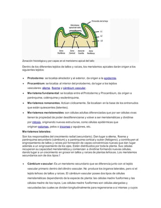 Zonación histológica y por capas en el meristemo apical del tallo
Dentro de los diferentes tejidos de tallos y raíces, los meristemos apicales darán origen a los
siguientes tejidos:
 Protodermo: se localiza alrededor y al exterior, da origen a la epidermis.
 Procambium: se localiza al interior del protodermo, da lugar a los tejidos
vasculares: xilema, floema y cámbium vascular.
 Meristema fundamental: se localiza entre el Protodermo y Procambium, da origen a
parénquima, colénquima y esclerénquima.
 Meristemos remanentes: Actúan cíclicamente. Se localizan en la base de los entrenudos
que están quiescentes (latentes).
 Meristemos meristemoides: son células adultas diferenciadas que por ser células vivas
tienen la propiedad de poder desdiferenciarse y volver a ser meristemáticas y dividirse
por mitosis, originando nuevas estructuras, como células epidérmicas que
originan estomas, pelos o tricomas y aguijones, etc.
Meristemos laterales:
Son los responsables del crecimiento radial (secundario). Dan lugar a xilema, floema y
parénquima secundario (cámbium) y a parénquima cortical y suber (felógeno), y contribuyen al
engrosamiento de tallos y raíces por formación de capas concéntricas nuevas que dan lugar
además a un engrosamiento de los ejes. Están distribuidos por toda la planta. Sus células
recuperan su capacidad meristemática y comienzan a dividirse formando nuevas células,
dando lugar a un crecimiento en grosor en tallos y raíces de plantas leñosas. Los meristemos
secundarios son de dos tipos:7
 Cámbium vascular: Es un meristemo secundario que se diferencia junto con el tejido
vascular primario dentro del cilindro vascular. No produce los órganos laterales, pero sí el
tejido leñoso de tallos y raíces. El cámbium vascular posee dos tipos de células
meristemáticas dependiendo de la especie de planta: las células madre fusiformes y las
células madre de los rayos. Las células madre fusiformes son células alargadas y
vacuoladas las cuales se dividen longitudinalmente para regenerarse a sí mismas y cuyos
 