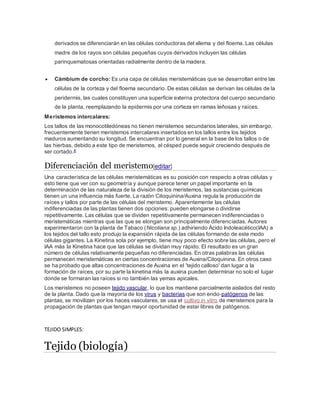 derivados se diferenciarán en las células conductoras del xilema y del floema. Las células
madre de los rayos son células pequeñas cuyos derivados incluyen las células
parinquematosas orientadas radialmente dentro de la madera.
 Cámbium de corcho: Es una capa de células meristemáticas que se desarrollan entre las
células de la corteza y del floema secundario. De estas células se derivan las células de la
peridermis, las cuales constituyen una superficie externa protectora del cuerpo secundario
de la planta, reemplazando la epidermis por una corteza en ramas leñosas y raíces.
Meristemos intercalares:
Los tallos de las monocotiledóneas no tienen meristemos secundarios laterales, sin embargo,
frecuentemente tienen meristemos intercalares insertados en los tallos entre los tejidos
maduros aumentando su longitud. Se encuentran por lo general en la base de los tallos o de
las hierbas, debido a este tipo de meristemos, el césped puede seguir creciendo después de
ser cortado.8
Diferenciación del meristemo[editar]
Una característica de las células meristemáticas es su posición con respecto a otras células y
esto tiene que ver con su geometría y aunque parece tener un papel importante en la
determinación de las naturaleza de la división de los meristemos, las sustancias químicas
tienen un una influencia más fuerte. La razón Citoquinina/Auxina regula la producción de
raíces y tallos por parte de las células del meristemo. Aparentemente las células
indiferenciadas de las plantas tienen dos opciones: pueden elongarse o dividirse
repetitivamente. Las células que se dividen repetitivamente permanecen indiferenciadas o
meristemáticas mientras que las que se elongan son principalmente diferenciadas. Autores
experimentaron con la planta de Tabaco (Nicotiana sp.) adhiriendo Ácido Indoleacético(IAA) a
los tejidos del tallo esto produjo la expansión rápida de las células formando de este modo
células gigantes. La Kinetina sola por ejemplo, tiene muy poco efecto sobre las células, pero el
IAA más la Kinetina hace que las células se dividan muy rápido. El resultado es un gran
número de células relativamente pequeñas no diferenciadas. En otras palabras las células
permanecen meristemáticas en ciertas concentraciones de Auxina/Citoquinina. En otros caso
se ha probado que altas concentraciones de Auxina en el 'tejido calloso' dan lugar a la
formación de raíces, por su parte la kinetina más la auxina pueden determinar no solo el lugar
donde se formaran las raíces si no también las yemas apicales.
Los meristemos no poseen tejido vascular, lo que los mantiene parcialmente aislados del resto
de la planta. Dado que la mayoría de los virus y bacterias que son endo-patógenos de las
plantas, se movilizan por los haces vasculares, se usa el cultivo in vitro de meristemos para la
propagación de plantas que tengan mayor oportunidad de estar libres de patógenos.
TEJIDO SIMPLES:
Tejido (biología)
 