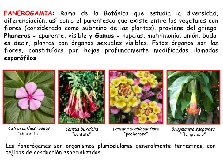 Botanica fanerogamica