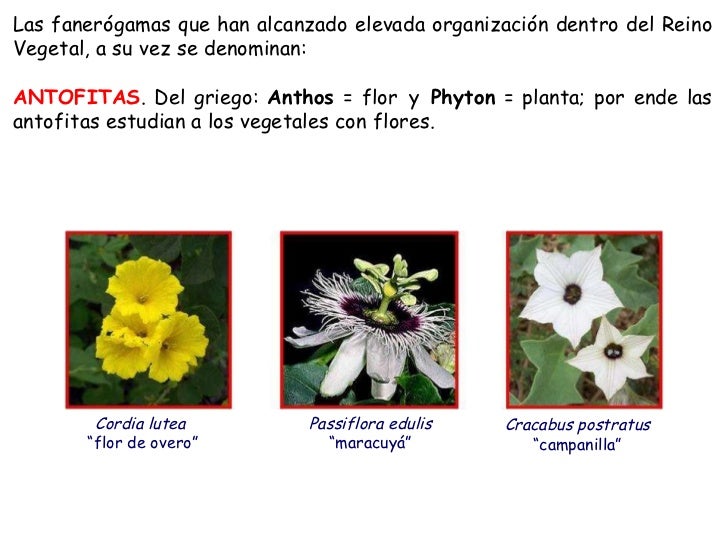 Botanica fanerogamica