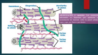 ADCRUSTACIÓN (= aposición). Las sustancias
adicionales se depositan por aposición o
acumulación de material, sobre la pared celular,
capa a capa, por fuera o por dentro.
 