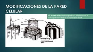 MODIFICACIONES DE LA PARED
CELULAR.
INCRUSTACIÓN (= intususcepción). Es la intercalación de
nuevas partículas entre las existentes en la pared.
 