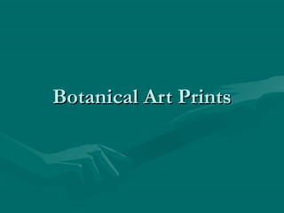 Botanical Art PrintsBotanical Art Prints
 