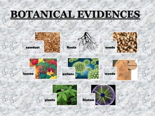 Botanical Evidence Examples Botanical evidences | PPTX