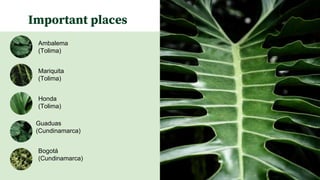Important places
Ambalema
(Tolima)
Guaduas
(Cundinamarca)
Mariquita
(Tolima)
Honda
(Tolima)
Bogotá
(Cundinamarca)
 