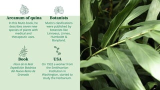 Arcanum of quina
In this Mutis book, he
describes seven new
species of plants with
medical and
therapeutic uses.
Botanists
Mutis's clasifications
were published by
botanists like
Linnaeus, Linneo,
Humboldt &
Bonpland.
Book
Flora de la Real
Expedición Botánica
del Nuevo Reino de
Granada
USA
On 1932 a worker from
the Smithsonian
Institution in
Washington, started to
study the Herbarium.
 