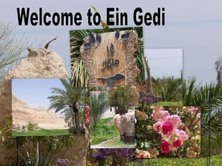 Welcome to Ein Gedi 