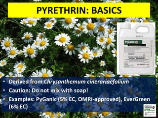 PYRETHRIN: BASICS
• Derived from Chrysanthemum cinerariaefolium
• Caution: Do not mix with soap!
• Examples: PyGanic (5% EC, OMRI-approved), EverGreen
(6% EC)
3
 