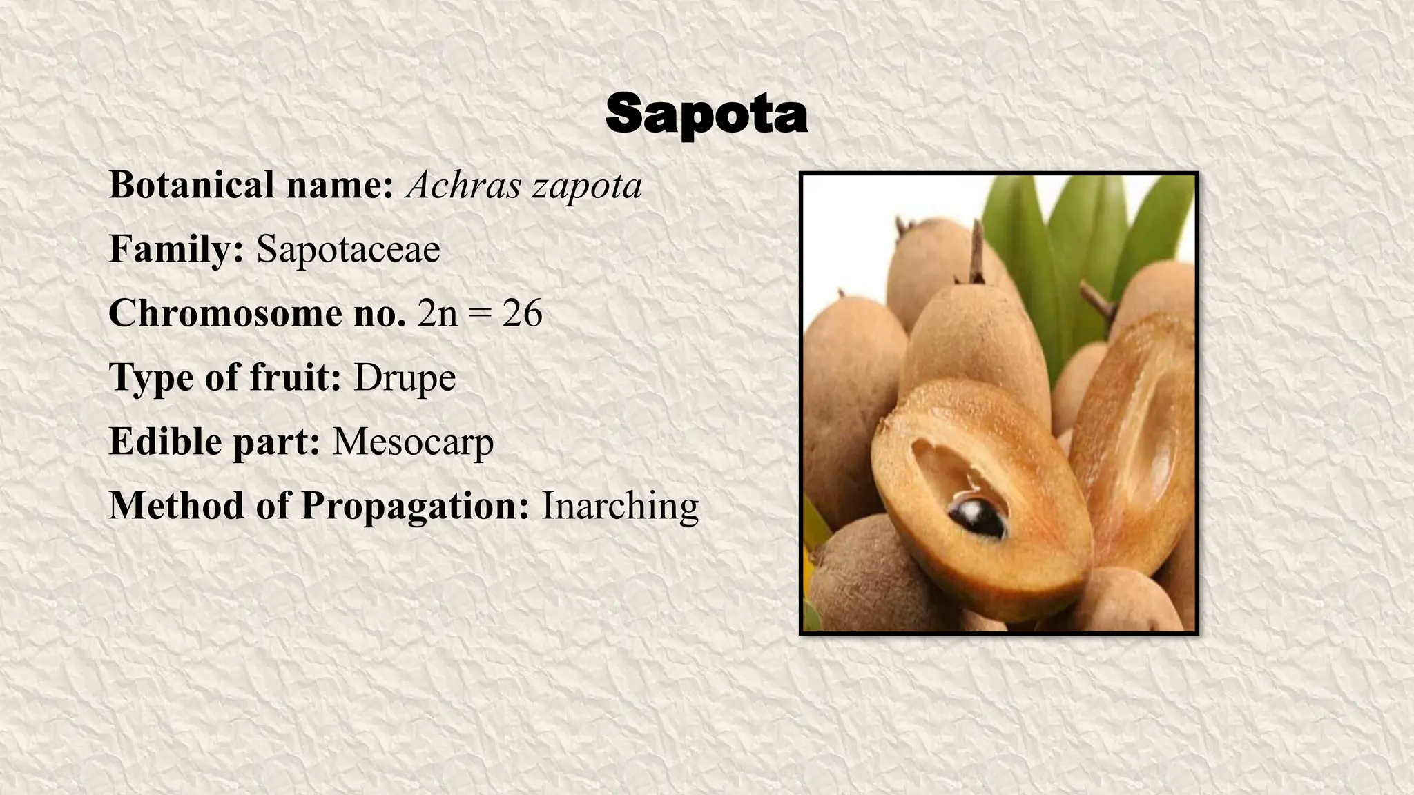 Botanical name of Fruits, Family, Chromosome number of fruit crops