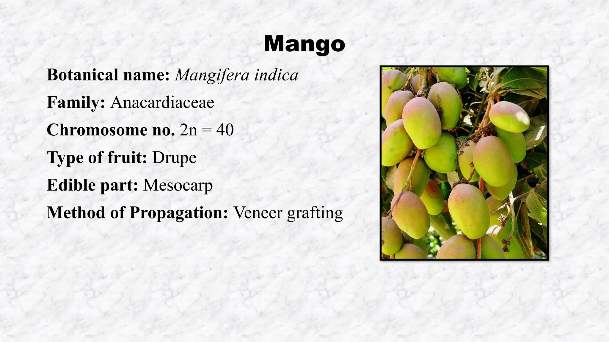 FRUITS　1998 Botanical name of Fruits, Family, Chromosome number of fruit crops