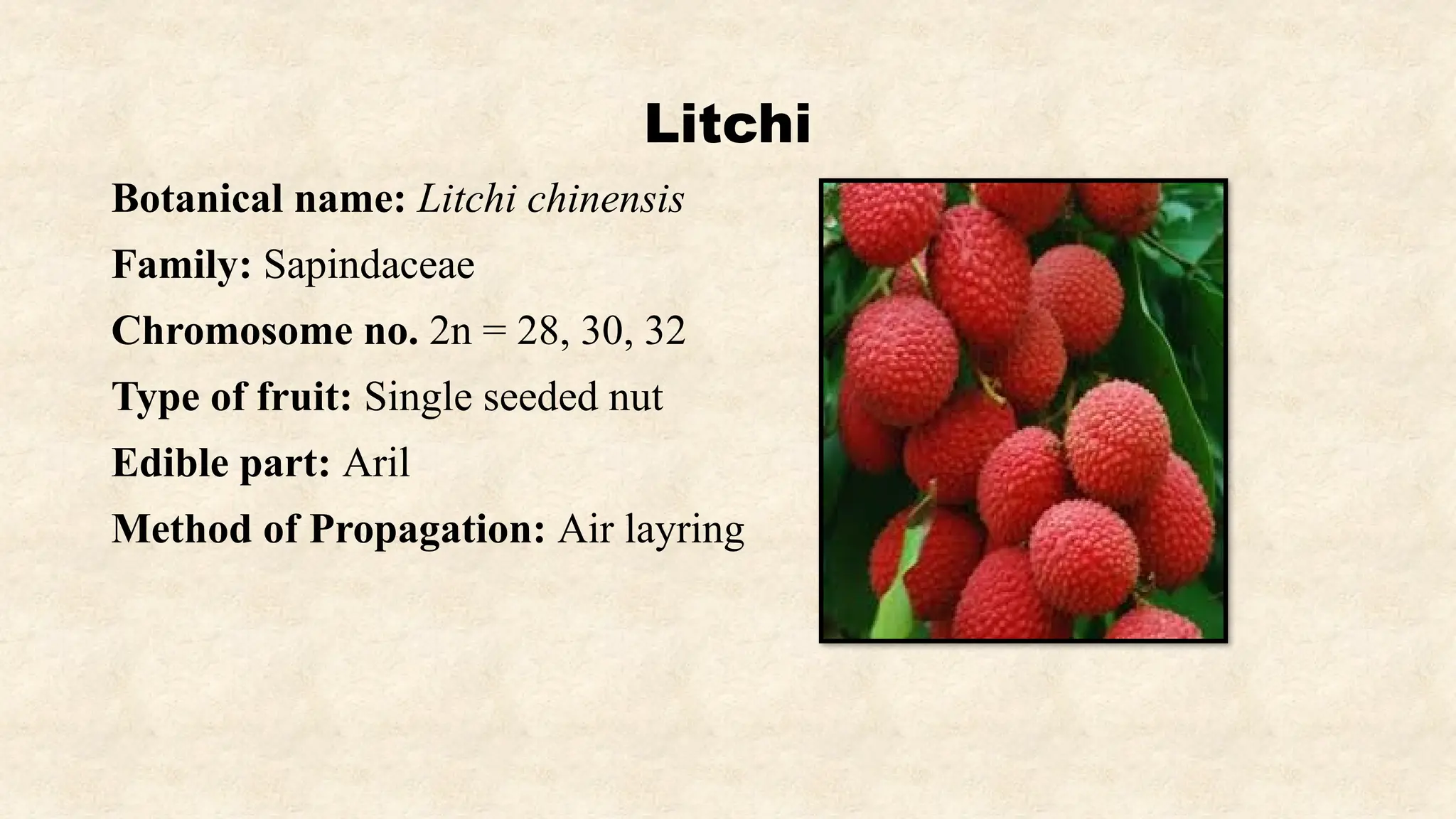 Botanical name of Fruits, Family, Chromosome number of fruit crops