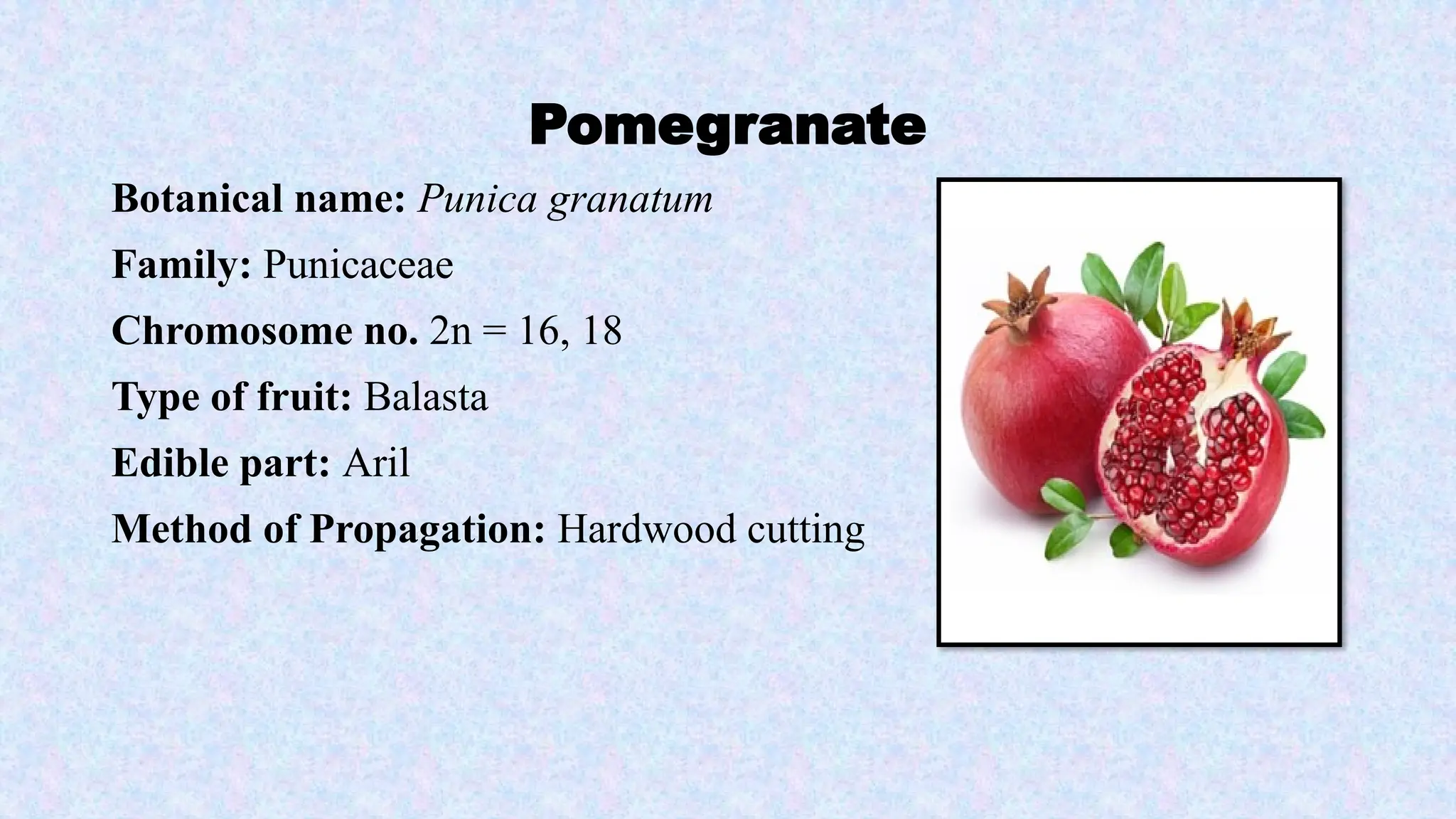Botanical name of Fruits, Family, Chromosome number of fruit crops