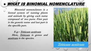 ● WHAT IS BINOMIAL NOMENCLATURE
Binomial nomenclature is a
formal system of naming plants
and animals by giving each name
composed of two parts. First part
is the generic name and last part is
the specific part.
E.g.– Triticum aestivum
Here, Triticum is genus and
aestivum is the species.
Triticum aestivum
 