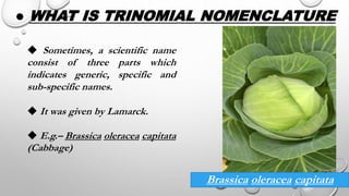 ● WHAT IS TRINOMIAL NOMENCLATURE
◆ Sometimes, a scientific name
consist of three parts which
indicates generic, specific and
sub-specific names.
◆ It was given by Lamarck.
◆ E.g.– Brassica oleracea capitata
(Cabbage)
Brassica oleracea capitata
 