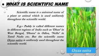 Scientific name is a universal name of
a plant or animal which is used uniformly
throughout the scientific world.
E.g.– Paddy is called different names
in different regions of India such as ‘Dhan’ in
West Bengal, ‘Dhana’ in Odisa, ‘Nellu’ in
Tamil Nadu etc. But the scientific name
Oryza sativa is uniformly used throughout the
scientific world.
● WHAT IS SCIENTIFIC NAME
Oryza sativa
 