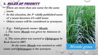 2. RULES OF PRIORITY
• There are more than one name for the same
taxon.
• In this situation, the 1st validly published name
of a taxon becomes it’s valid name.
• Others names will be considered as synonyms.
• E.g.- Valid generic name– Mondo
i. The name Mondo was given by Adanson in
1763.
ii. The same plant was named as Ophipogon by
Kerk Gawl in 1807.
So the name Mondo was retained as valid
name and Ophiopogon is the synonym.
Mondo grass
 