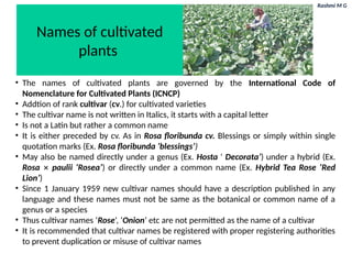 Rashmi M G
Names of cultivated
plants
• The names of cultivated plants are governed by the International Code of
Nomenclature for Cultivated Plants (ICNCP)
• Addtion of rank cultivar (cv.) for cultivated varieties
• The cultivar name is not written in Italics, it starts with a capital letter
• Is not a Latin but rather a common name
• It is either preceded by cv. As in Rosa floribunda cv. Blessings or simply within single
quotation marks (Ex. Rosa floribunda ‘blessings’)
• May also be named directly under a genus (Ex. Hosta ‘ Decorata’) under a hybrid (Ex.
Rosa ✕ paulii ‘Rosea’) or directly under a common name (Ex. Hybrid Tea Rose ‘Red
Lion’)
• Since 1 January 1959 new cultivar names should have a description published in any
language and these names must not be same as the botanical or common name of a
genus or a species
• Thus cultivar names ‘Rose’, ‘Onion’ etc are not permitted as the name of a cultivar
• It is recommended that cultivar names be registered with proper registering authorities
to prevent duplication or misuse of cultivar names
 