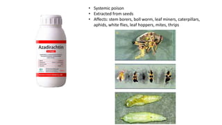 • Systemic poison
• Extracted from seeds
• Affects: stem borers, boll worm, leaf miners, caterpillars,
aphids, white flies, leaf hoppers, mites, thrips
 