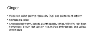 Ginger
• moderate insect growth regulatory (IGR) and antifeedant activity
• Rhizoctonia solani
• American bollworm, aphids, planthoppers, thrips, whitefly, root-knot
nematodes, brown leaf spot on rice, mango anthracnose, and yellow
vein mosaic
 
