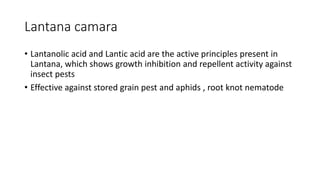 Lantana camara
• Lantanolic acid and Lantic acid are the active principles present in
Lantana, which shows growth inhibition and repellent activity against
insect pests
• Effective against stored grain pest and aphids , root knot nematode
 