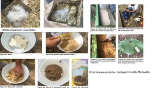 White mycelium: successful
https://www.youtube.com/watch?v=NfuZMJ6eAYo
 