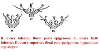 Hypanthium Inner Rim Botanical Terminologies.pptx