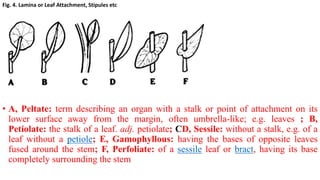 Botanical Terminologies.pptx