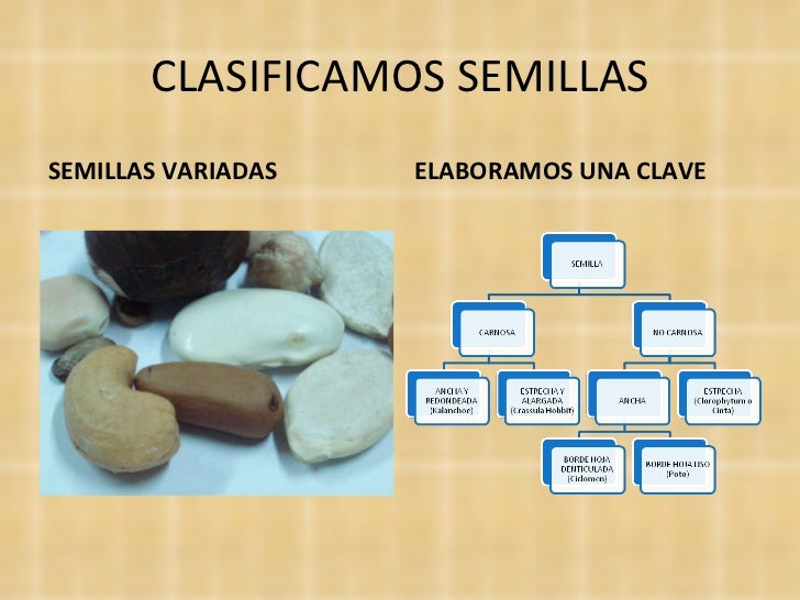 Botanica para Primaria