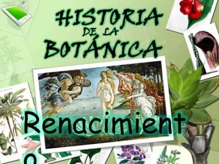 HISTORIA DE   LA BOTÁNICA Renacimiento 
