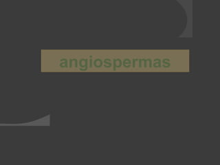 angiospermas
 