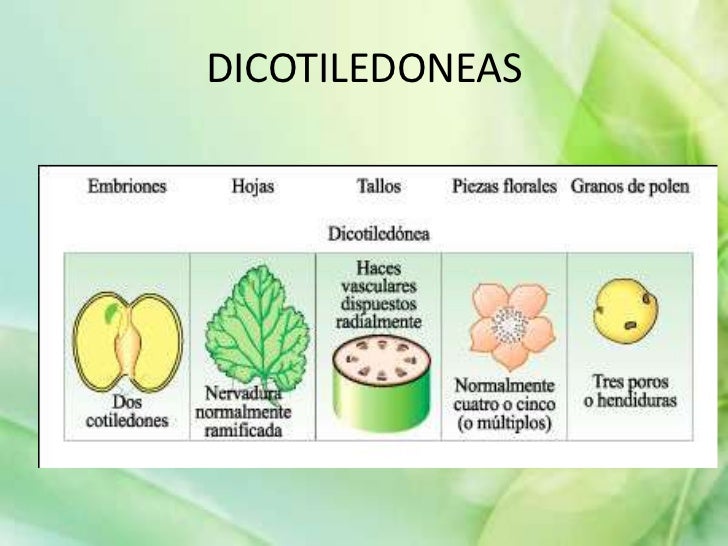 Botanica sistematica dicotiledoneas Botanica sistematica dicotiledoneas