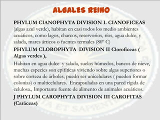 ALGALES REINO
PHYLUM CIANOPHYTA DIVISION I. CIANOFICEAS
(algas azul verde), habitan en casi todos los medio ambientes
acuáticos, como lagos, charcos, reservorios, ríos, agua dulce, y
salada, mares árticos o fuentes termales (80º C)
PHYLUM CLOROPHYTA DIVISION II Clorofíceas (
Algas verdes ),
Habitan en agua dulce y salada, suelos húmedos, bancos de nieve,
muchas especies son epifíticas viviendo sobre algas superiores o
sobre corteza de árboles, puedn ser unicelulares ( pueden formar
colonias) o multicelulares. Encapsuladas en una pared rígida de
celulosa., Importante fuente de alimento de animales acuáticos.
J PHYLUM CAROPHYTA DIVISION III CAROFITAS
(Caráceas)
 