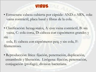 VIRUS
• Estructura: cabeza cubierta por cápside: AND o ARN, cola:
  vaina contráctil, placa basal y fibras de la cola.

• Clasificación: hexagonales, A: con vaina contráctil, B: sin
   vaina, C: cola corta, D: cabeza con capsómeros grandes y
sin
   cola, E: cabeza con capsómeros peq. y sin cola, F:
filamentoso.

• Reproducción: lítica: fijación, penetración, duplicación,
  ensambrale y liberación. Lisógena: fijación, penetración,
  conjugación (profago), división bacteriana.
 