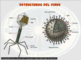 ESTRUCTURAS DEL VIRUS
 