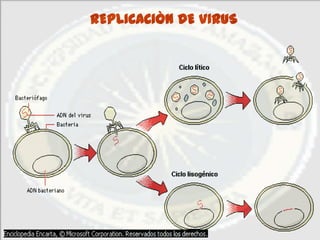 REPLICACIÒN DE VIRUS
 
