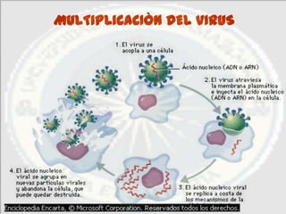 MULTIPLICACIÒN DEL VIRUS
 