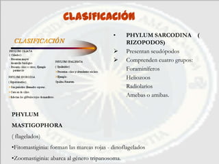 CLASIFICACIÓN
                                           •    PHYLUM SARCODINA (
                                                RIZOPODOS)
                                               Presentan seudópodos
                                               Comprenden cuatro grupos:
                                                Foraminíferos
                                                Heliozoos
                                                Radiolarios
                                                Amebas o amibas.


PHYLUM
MASTIGOPHORA
( flagelados)
•Fitomastiginia: forman las mareas rojas - dinoflagelados
•Zoomastiginia: abarca al género tripanosoma.
 
