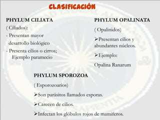 CLASIFICACIÓN
PHYLUM CILIATA                            PHYLUM OPALINATA
( Ciliados):                              ( Opalinidos)
- Presentan mayor
                                          Presentan cilios y
  desarrollo biológico                    abundantes núcleos.
- Presenta cilios o cirros;
   Ejemplo paramecio                      Ejemplo:
                                          Opalina Ranarum
              PHYLUM SPOROZOA
              ( Esporozoarios)
              Son parásitos llamados esporas.
              Carecen de cilios.
              Infectan los glóbulos rojos de mamiferos.
 