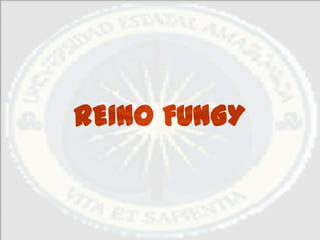 REINO FUNGY
 