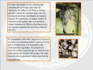 El maíz atizonado es una enfermedad
causada por un hongo que ataca la
mazorca, los tallos y las flores y forma
grandes masas de micelios que a su vez
producen enormes cantidades de esporas
negras. En ocasiones, el ataque induce la
formación de agallas que se consumen
como alimento en México (huitlacoche) y
en algunas regiones de América Central y
del Sur.



El champiñón cultivado (Agaricus bisporus)
se cultiva en construcciones o cuevas, en las
que la temperatura y la humedad están
estrictamente reguladas. Se prepara un
lecho de cultivo especial que se inocula con
cepas puras del micelio del hongo. De cada
inoculación se producen varias cosechas de
champiñones.
 