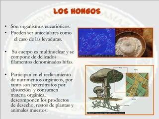 LOS HONGOS
• Son organismos eucarióticos.
• Pueden ser unicelulares como
                                      La levadura del pan, Saccharomyces
   el caso de las levaduras.          cerevisiae,




•    Su cuerpo es multinuclear y se
    compone de delicados
    filamentos denominados hifas.

• Participan en el reclicamiento
  de nutrimentos orgánicos, por
  tanto son heterótrofos por
  absorción y consumen
  materia orgánica,
  descomponen los productos
  de desecho, restos de plantas y
  animales muertos.
 