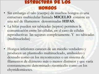 Estructura de los
                  Hongos
• Sin embargo el talo (cuerpo) de muchos hongos es una
  estructura multicelular llamada MICELIO consiste en
  una red de filamentos denominadas HIFAS.
• La hifas pueden ser tabicadas (septos) permiten la
  comunicación entre las células, en el caso de células
  reproductivas las separan completamente. Y no tabicadas
  (multinucledas)

• Hongos inferiores carecen de un micelio verdadero y
  producen un plasmodio multinucleado, amiboideo y
  desnudo como en los myxomycetes o un sistema de
  filamentos de diámetro más o menos distintos y que varía
  constantemente denominado rizomicelio como en los
  chytridiomicetes.
 