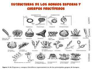 ESTRUCTURAS DE LOS HONGOS esporas y
        cuerpos fructíferos
 