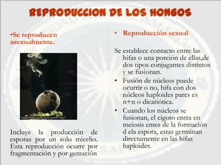 REPRODUCCION DE LOS HONGOS
•Se reproducen                 • Reproducción sexual
asexualmente.
                               Se establece contacto entre las
                                  hifas o una porción de ellas,de
                                  dos tipos conjugantes distíntos
                                  y se fusionan.
                               • Fusión de núcleos puede
                                  ocurrir o no, hifa con dos
                                  núcleos haploides pares es
                                  n+n o dicariótica.
                               • Cuando los núcleos se
                                  fusionan, el cigoto entra en
                                  meiosis entes de la formación
Incluye la producción de          d ela espora, estas germinan
esporas por un solo micelio.      directamente en las hifas
Esta reproducción ocurre por      haploides.
fragmentación y por gemación
 