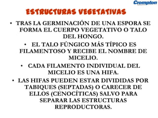 ESTRUCTURAS VEGETATIVAS
• TRAS LA GERMINACIÓN DE UNA ESPORA SE
   FORMA EL CUERPO VEGETATIVO O TALO
                DEL HONGO.
     • EL TALO FÚNGICO MÁS TÍPICO ES
   FILAMENTOSO Y RECIBE EL NOMBRE DE
                  MICELIO.
    • CADA FILAMENTO INDIVIDUAL DEL
            MICELIO ES UNA HIFA.
 • LAS HIFAS PUEDEN ESTAR DIVIDIDAS POR
     TABIQUES (SEPTADAS) O CARECER DE
       ELLOS (CENOCÍTICAS) SALVO PARA
          SEPARAR LAS ESTRUCTURAS
              REPRODUCTORAS.
 