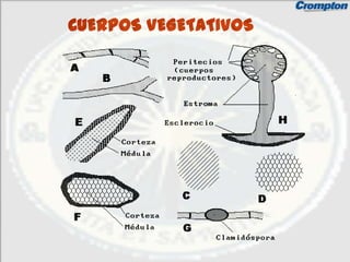 CUERPOS VEGETATIVOS
 