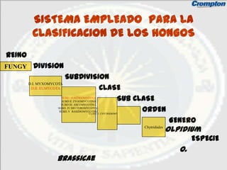 SISTEMA EMPLEADO PARA LA
         CLASIFICACION DE LOS HONGOS
REINO
FUNGY    DIVISION
                        SUBDIVISION
        D.I. MYXOMYCOTA
         D.II. EUMYCOTA          CLASE
                  SUBD. MASTIGOMYCOTA
                                     SUB CLASE
                  SUBD II. ZYGOMYCOTINA
                  SUBD III. ASCOMYCOTINA
                SUBD. IV DEUTEROMYCOTINA
                 SUBD. V BASIDIOMYCOTINA   ORDEN
                                 CLASE 1: CHYTRIDIOMYCETES


                                                                            GENERO
                                                             Chytridiales
                                                                            Olpidium
                                                                                    ESPECIE
                                                                               O.
                brassicae
 