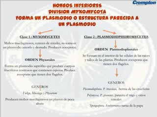 HONGOS INFERIORES
                    DIVISION MYXOMYCOTA
         Forma un plasmodio o estructura parecida a
                        un plasmodio

           Clase 1 : MYXOMYCETES                        Clase 2 : PLASMODIOPHOROMYCETES
 Mohos mucilaginosos, cerecen de micelio, su soma es
un plasmodio amorfo y desnudo. Producen zoosporas.
                                                                ORDEN Plasmodiophorales
                                                       Se forman en el interior de las células de las raíces
               ORDEN Physarales                         y tallos de las plantas. Producen zoosporas que
                                                                        tienen dos flagelos.
Forma un plasmodio saprófito que produce cuerpos
fructíferos costrosos que contienen esporas. Produce
          zoosporas que tienen dos flagelos.

                                                                           GENEROS
                    GENEROS
                                                       Plasmodiophora. P. brassicae, hernia de las crucíferas
             Fuligo, Mucilago y Physarum
                                                          Polymyxa. P. graminis, parasita el trigo y otros
 Producen mohos mucilaginosos en plantas de poca                             cereales
                    altura
                                                            Spongospora. Ssubterranea sarna de la papa
 